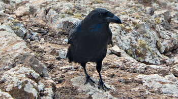 Raben sind Stammgäste am Krater der Caldera Blanca