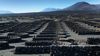 die Rebflächen von La Geria auf Lanzarote mit dem Vulkanpark im Hintergrund