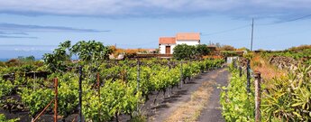 weitläufige Weinfelder um eine ländliche Finca in Echedo auf El Hierro