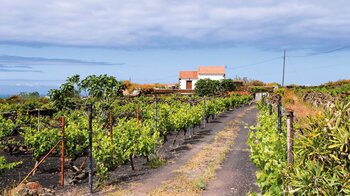 weitläufige Weinfelder um eine ländliche Finca in Echedo auf El Hierro