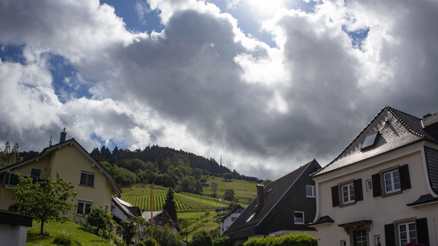 Ausblick auf die Weinberge rund um Bühlertal