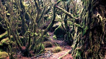 bemooste Bäume im Lorbeerwald Monteverde Herreño auf El Hierro