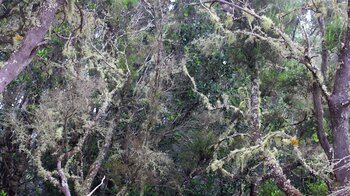 mit Flechten behangene Baumheide-Bäume im Monteverde Herreño auf El Hierro