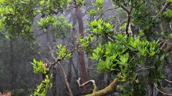 Blick in den Monteverde bei Mencáfete auf El Hierro