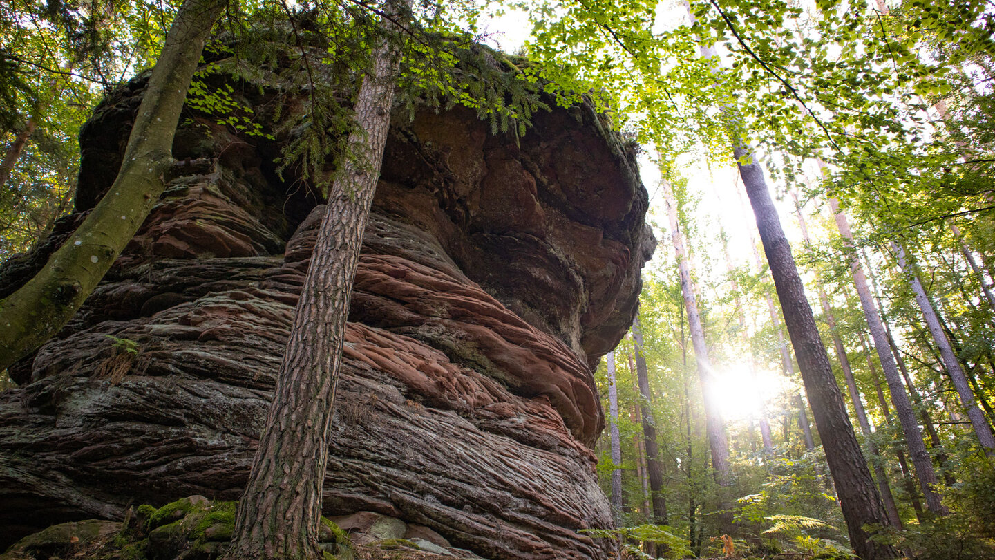 Sonnenstrahlen durchbrechen den Wald am Schusterbänkel