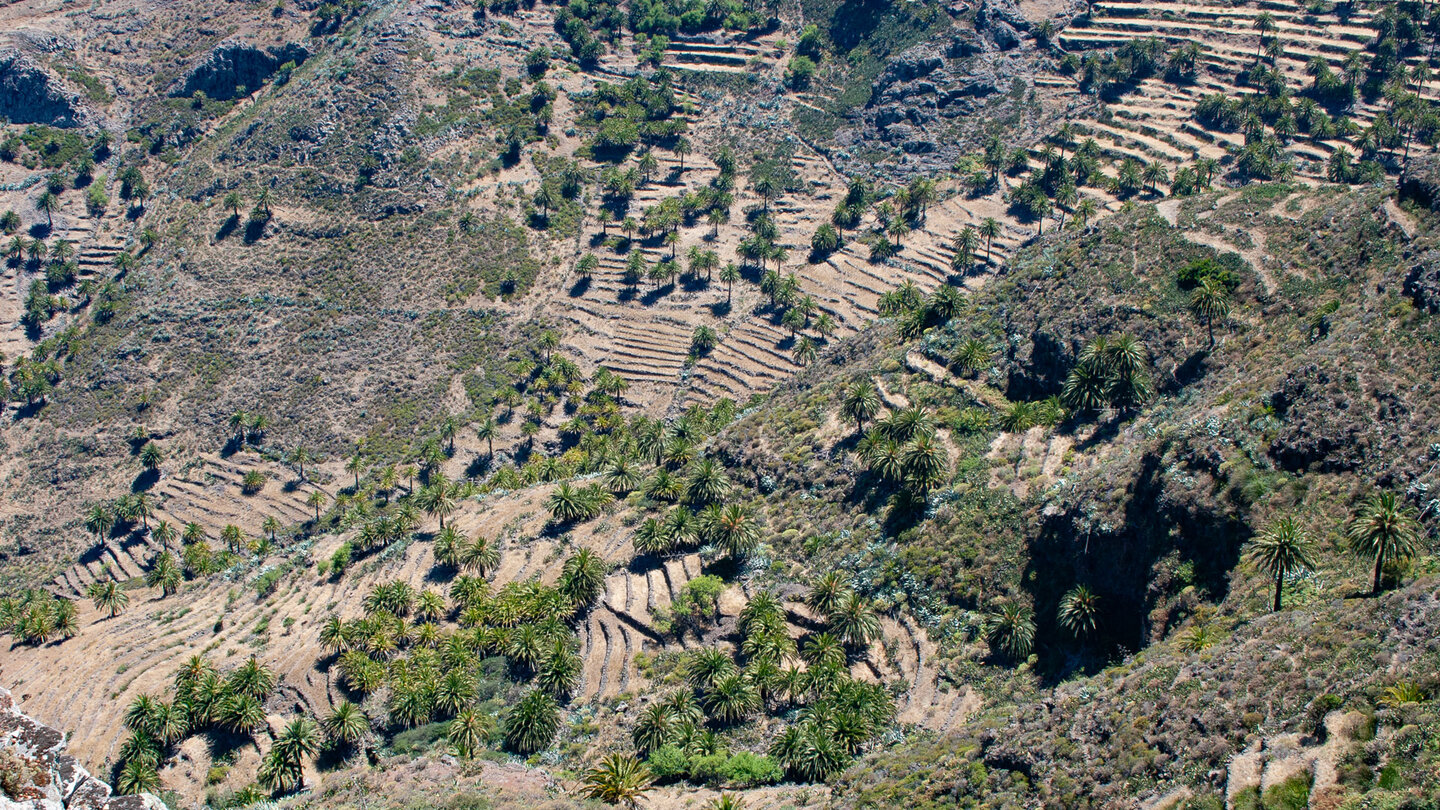 Wanderung durch terrassierte Felder und Palmenhaine