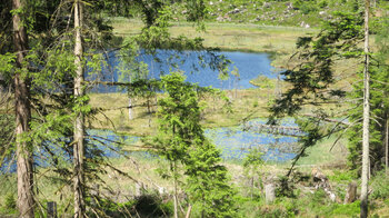 Schwingrasen auf dem Huzenbacher See