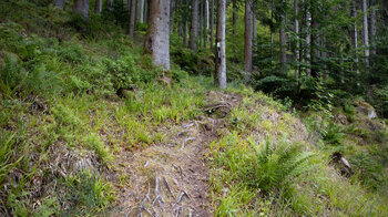 Wurzelpfade entlang der Eiszeit-Tour in der Nähe von Huzenbach