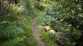 Wanderpfad durch üppige Vegetation oberhalb des Dobelbach