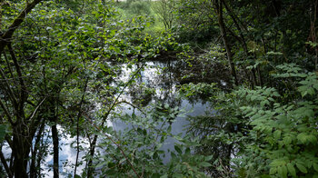 Blick auf den Flusslauf der Murg