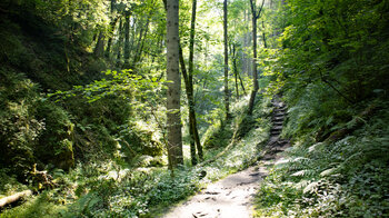 Wanderung auf schmalen Pfaden durch die bewaldete Schlucht des Tränkebaches