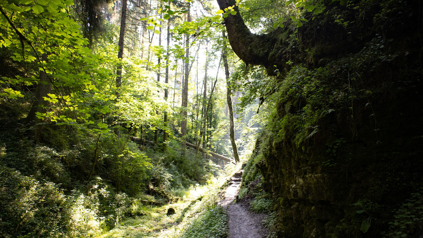 die Wanderung verläuft oberhalb des trockenen Bachlaufs des Tränkebachs