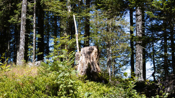 Wanderweg durch Tannenwälder beim Notschrei