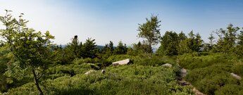 Wanderpfad durch die Höhenlandschaft der Hornisgrinde