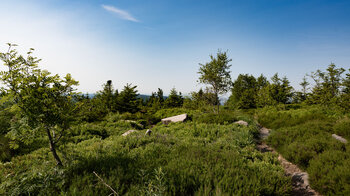 Wanderpfad durch die Höhenlandschaft der Hornisgrinde