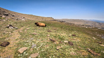 Rinder auf einer Hochgebirgsweide in der Sierra Nevada