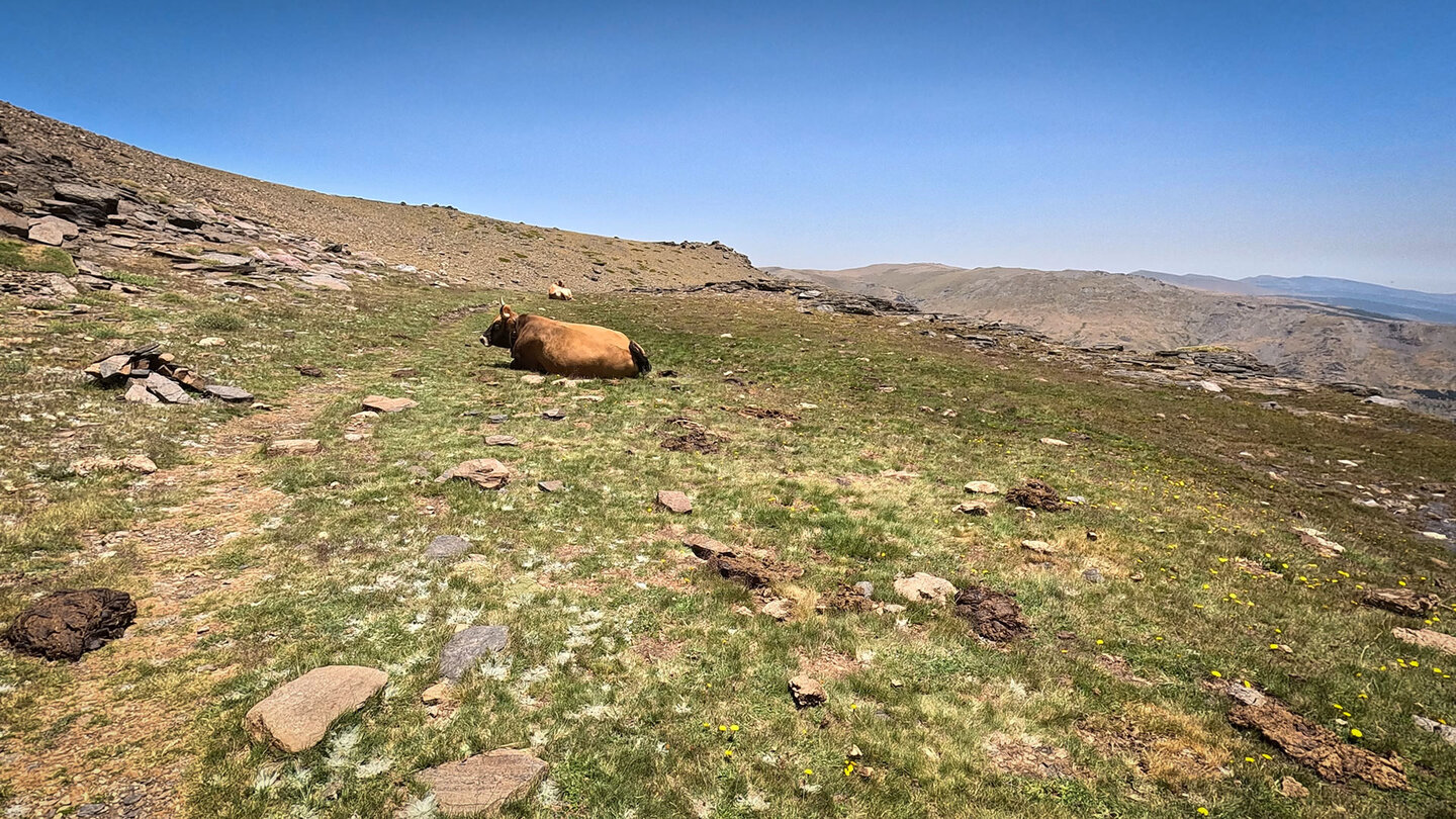 Rinder auf einer Hochgebirgsweide in der Sierra Nevada