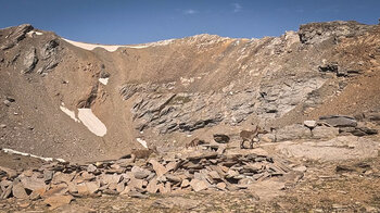 Iberische Steinböcke in der Sierra Nevada