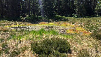 die Vegetation rund um den Blindsee