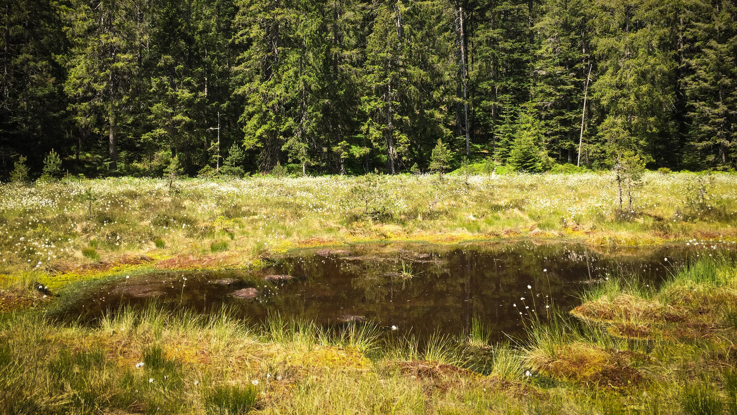 torfiges Gelände rund um den Blindsee