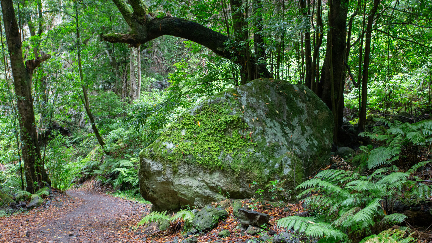 gewaltige Findlinge im Lorbeerwald Cubo de Galga