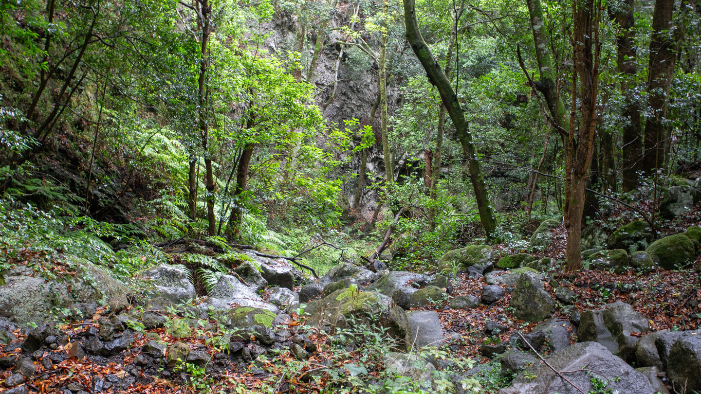 Wanderung durch den Laurisilva Cubo de Gala