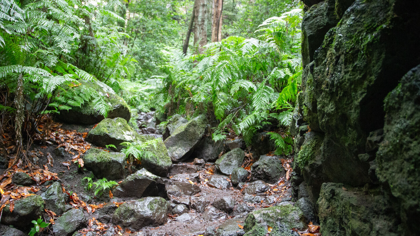 Wanderweg zwischen Farnen im immergrünen Feuchtwald