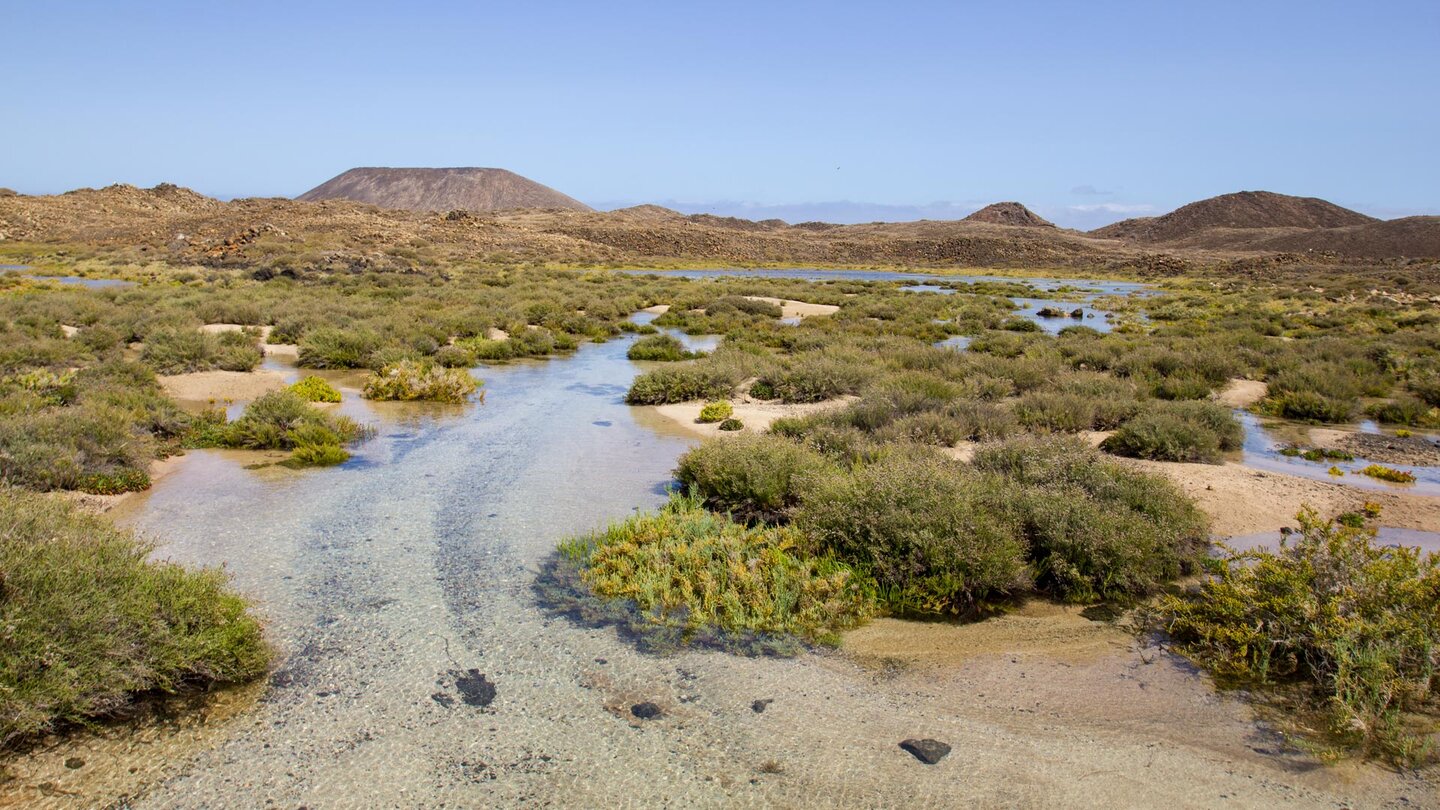 türkis schimmernder Meerwasserkanal inmitten der Salzwiesen von Los Lobos