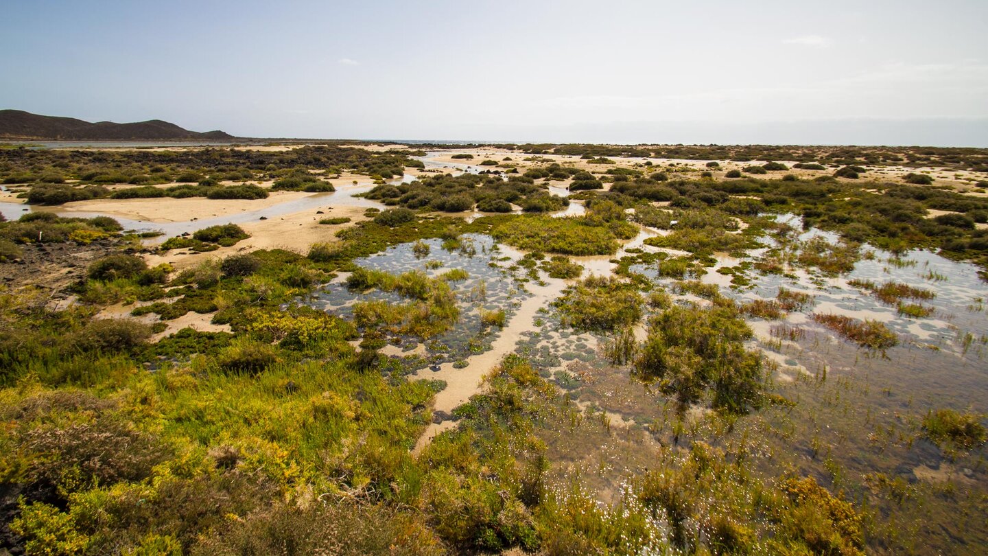 Wanderweg entlang der Salzwiesen von Los Lobos