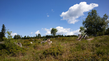 Grindenlandschaft in den Hochlagen des Nordschwarzwaldes