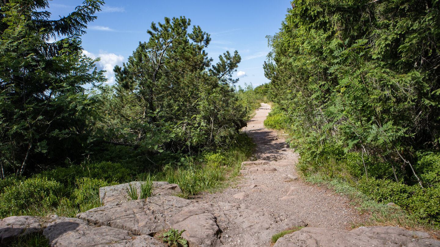 die Höhentour-Wanderroute am Schliffkopf