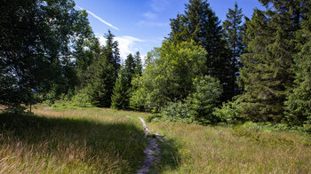 Wiesenpfad nahe dem Schliffkopf