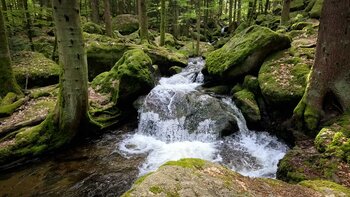 bemooste Waldschlucht des Gertelbach