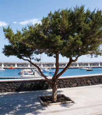 Blick von der Promenade über den Hafen von La Restinga auf El Hierro