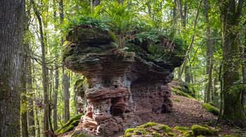 mit Moosen und Farnen bewachsene Felsormation am Sandsteinriff auf dem Rumberg