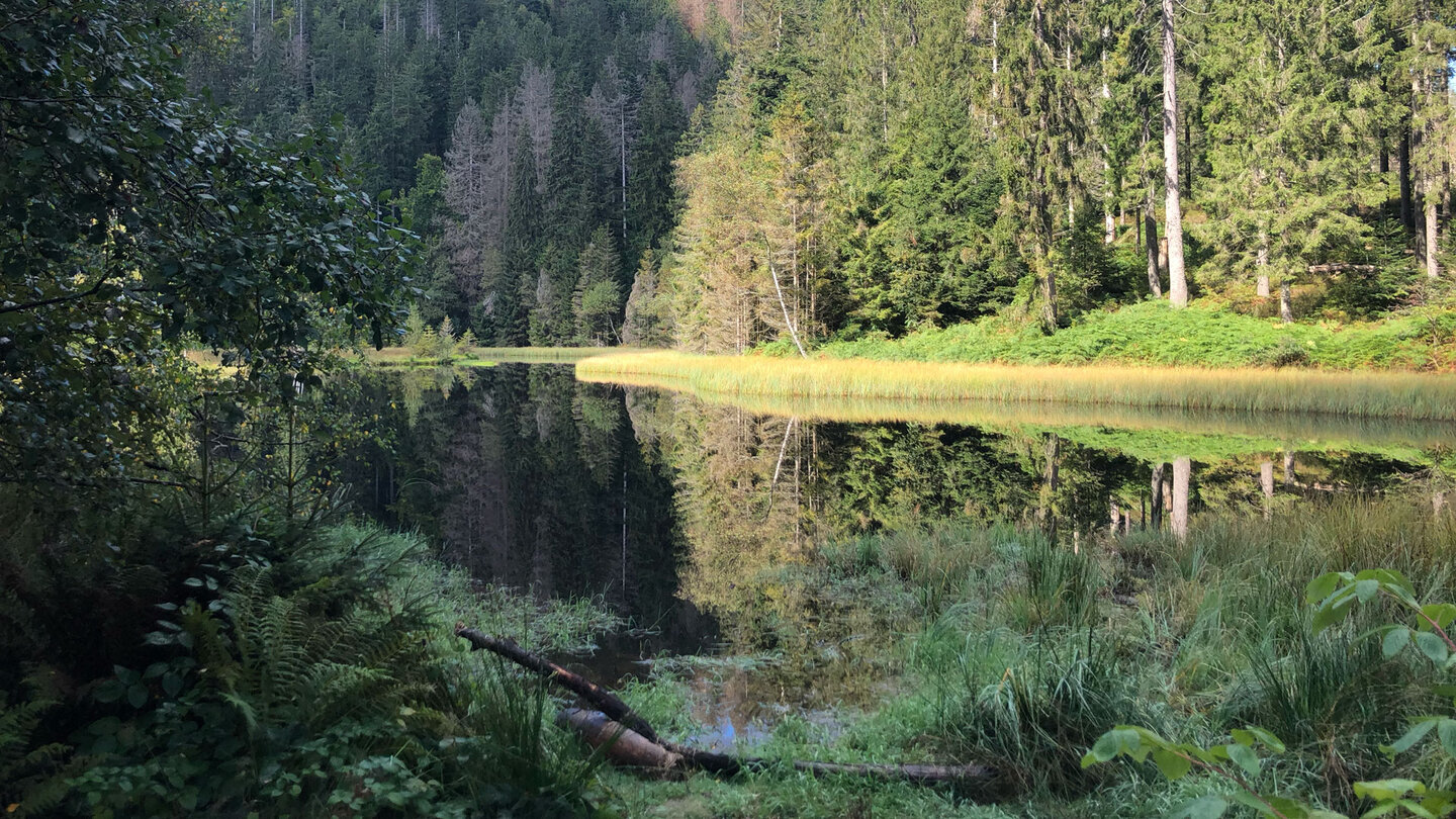 Spiegelung auf dem ruhigen Wasser des Buhlbachsees nahe Zuflucht