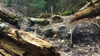 Waldschlucht am Wildnispfad