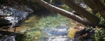 grünes Wasser am Río Genil