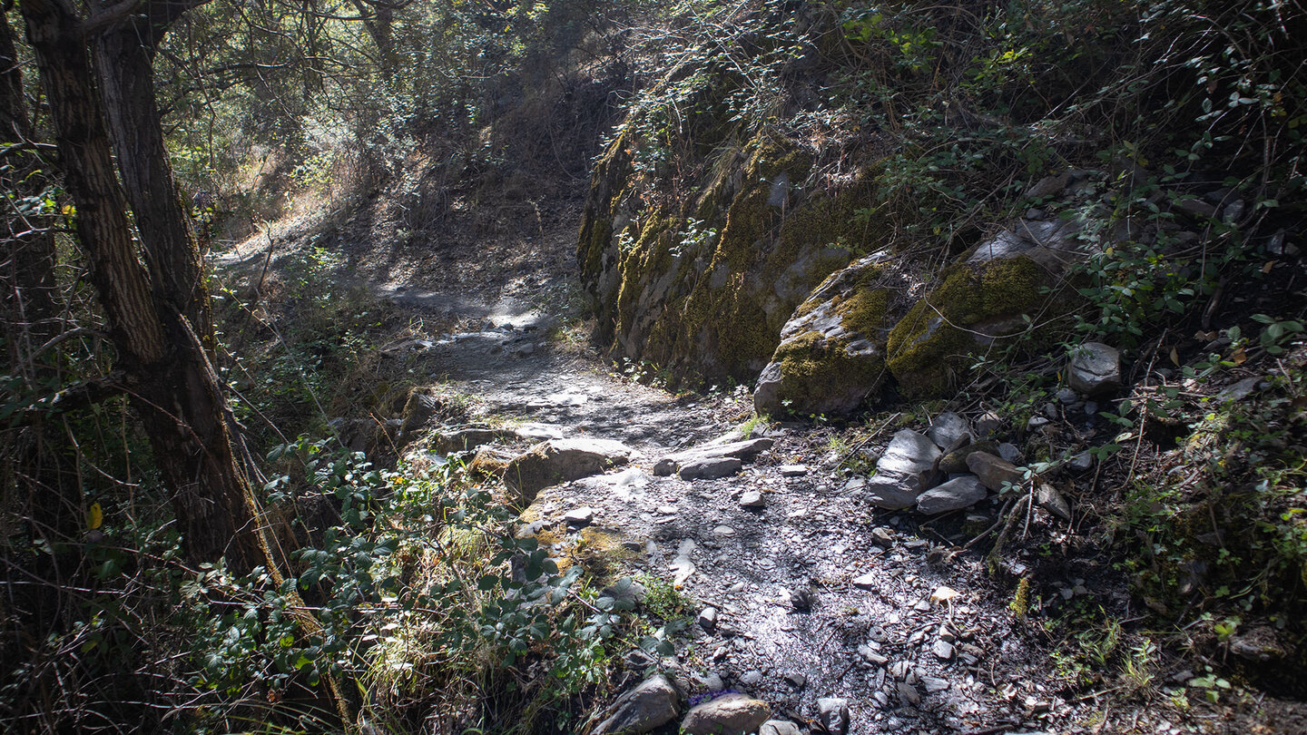 bewaldeter Wegabschnitt am Wanderweg