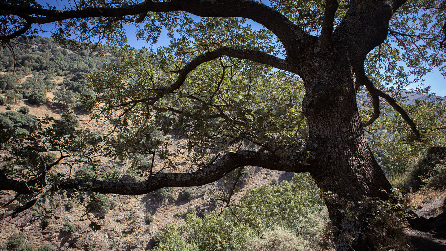 knorriger Baum im Genil-Tal