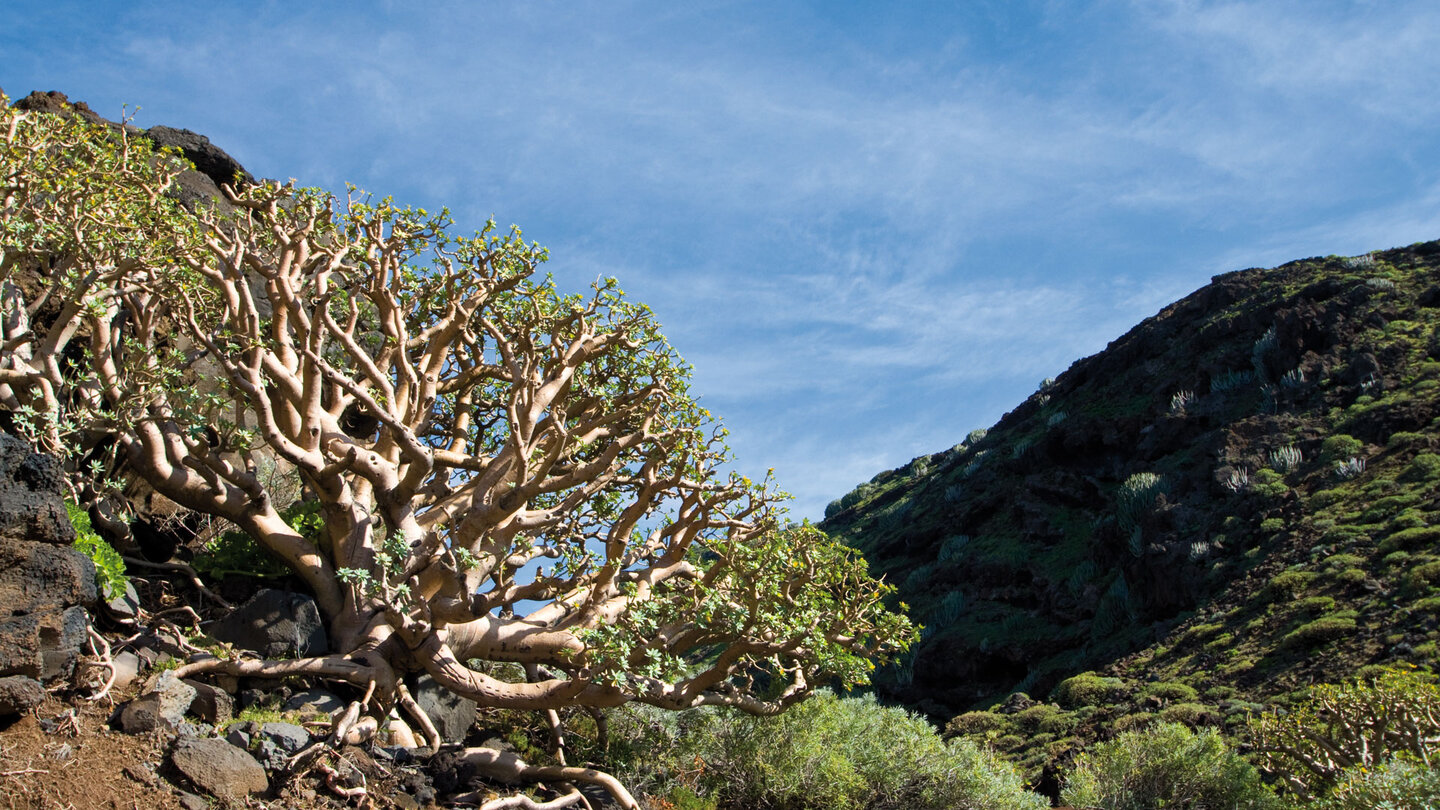 Blick vorbei an Gewächsen zum Barranco de Fernando Porto auf La Palma