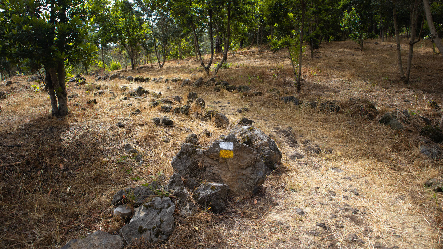 durch Kiefern- und Lorbeerwald führt der Wanderweg PR-TF 43.1 nach San José de los Llanos