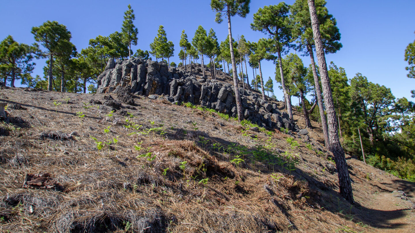 Felsformation aus Basalt im Kiefernwald