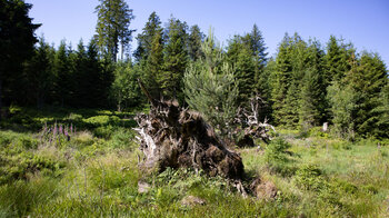 Lichtung im Tannenwald