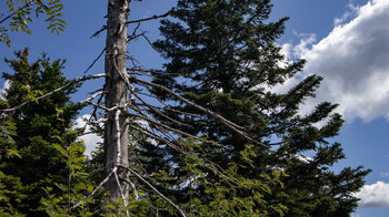 abgestorbene Bäume im Bannwald des Nationalparks