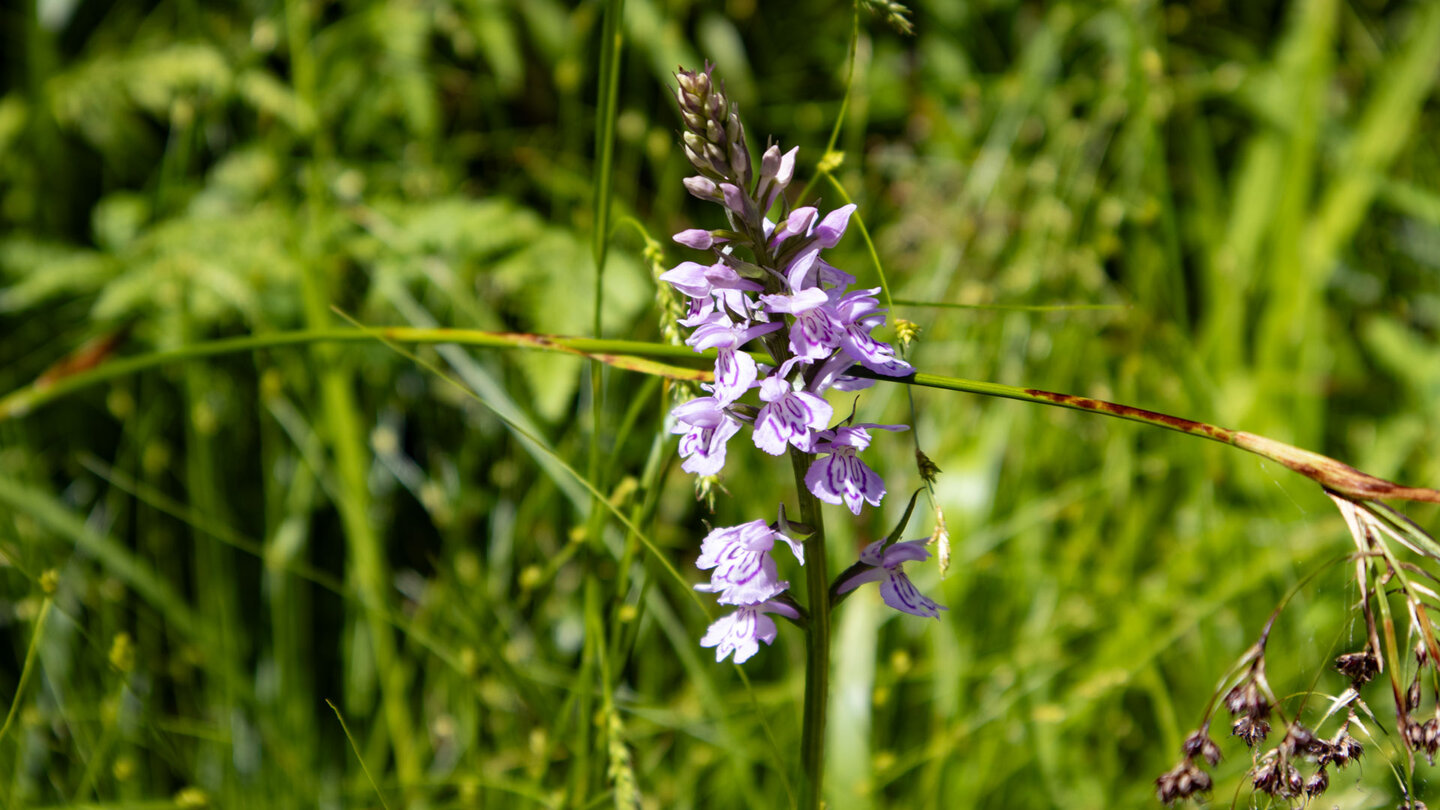 Blüte des Knabenkraut