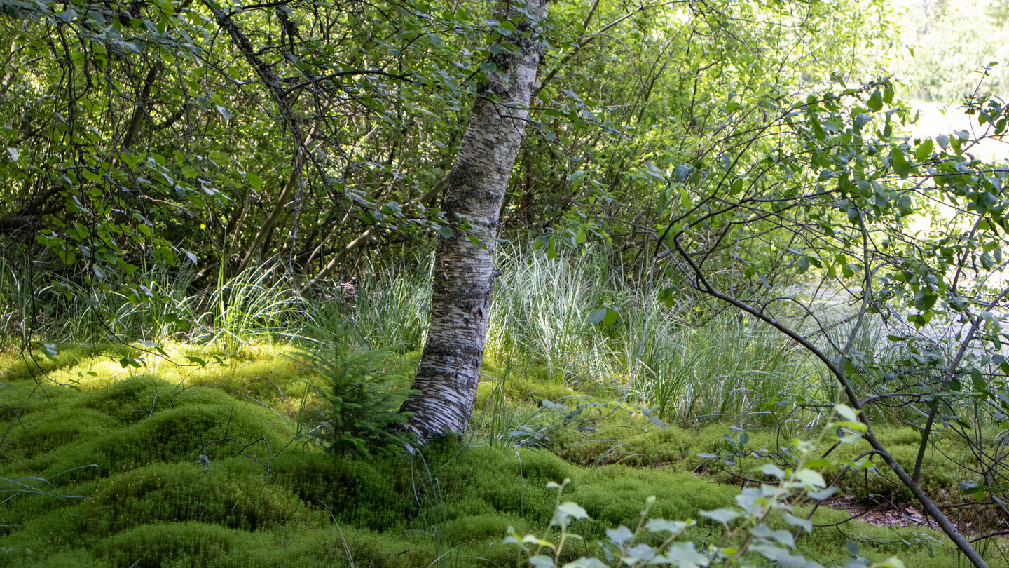 bemooste Uferzone am Ellbachsee