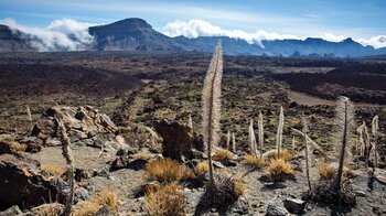 Blick vom Mirador del Tabonal Negro auf Teneriffa