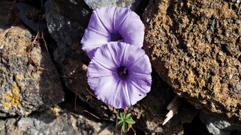 Windenblüten im Mauerwerk in El Batans Gassen auf Teneriffa