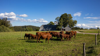 Rinderweite entlang der Wanderung